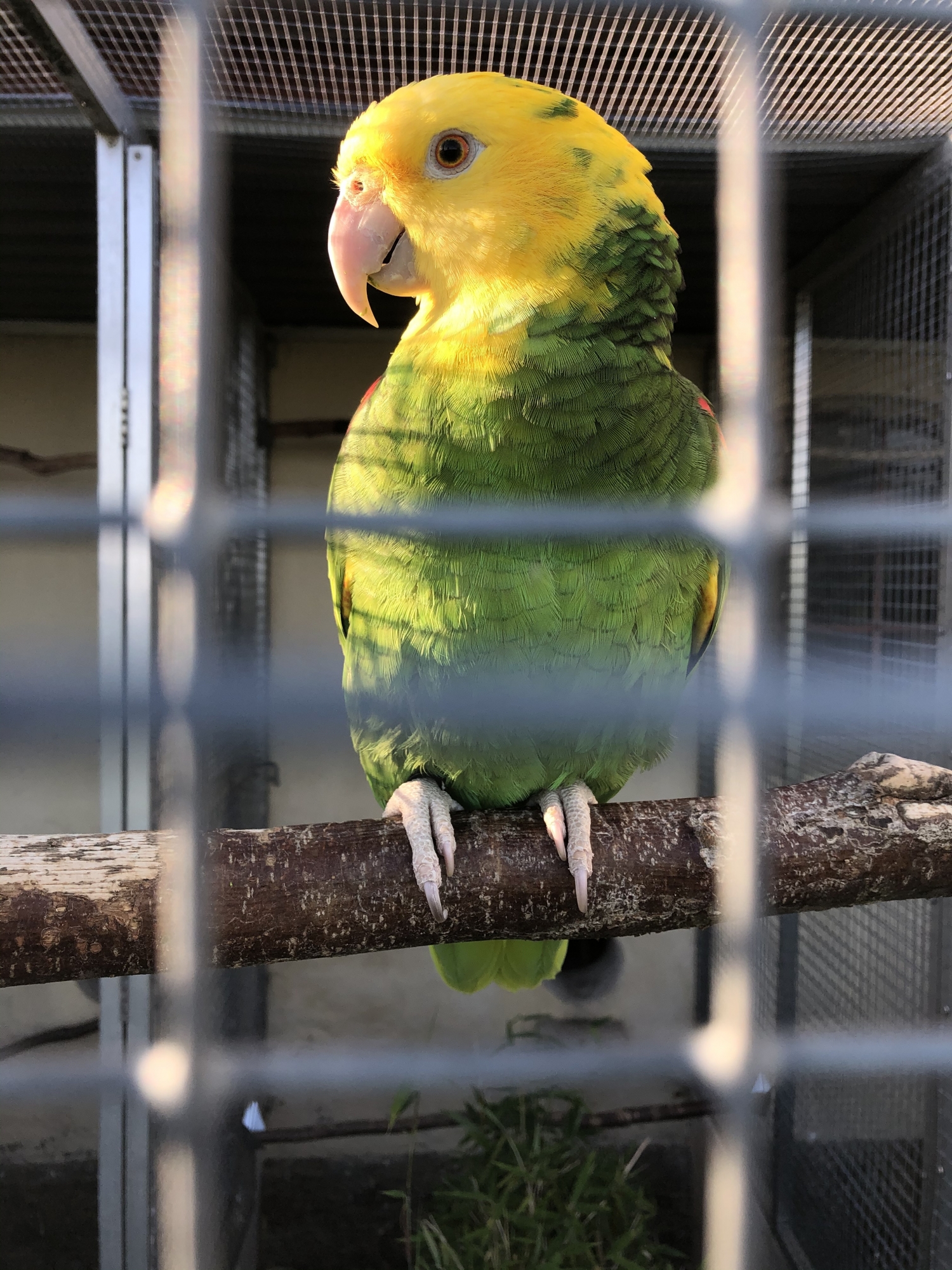 Ads - Parrot4sale